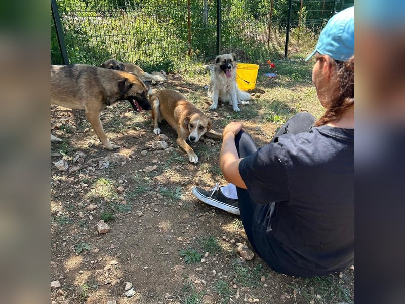 Zarte Seele Sanja sucht Für-Immer-Zuhause❤️