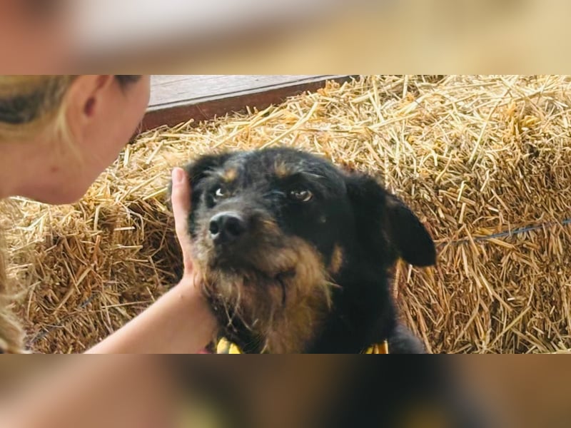 CARLO sucht sein perfect match ❤️