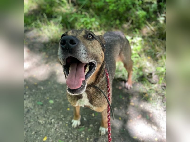 Voni sucht sein forever home ❤️