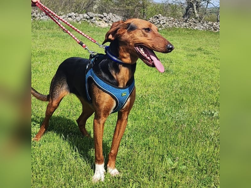 Tilly sucht ihr forever Home❤️