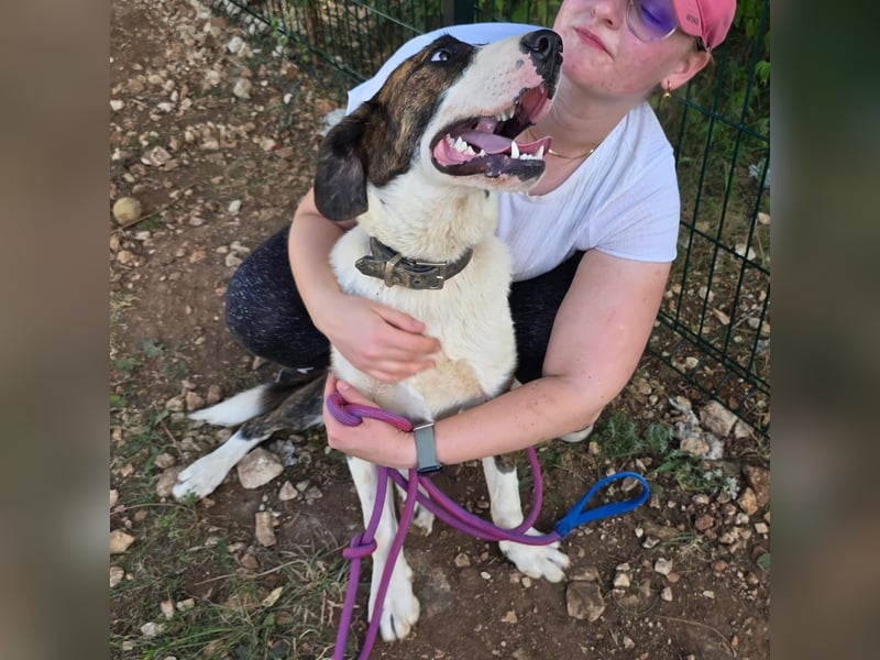 Menschenbezogene Apricot sucht ihr Zuhause ❤️