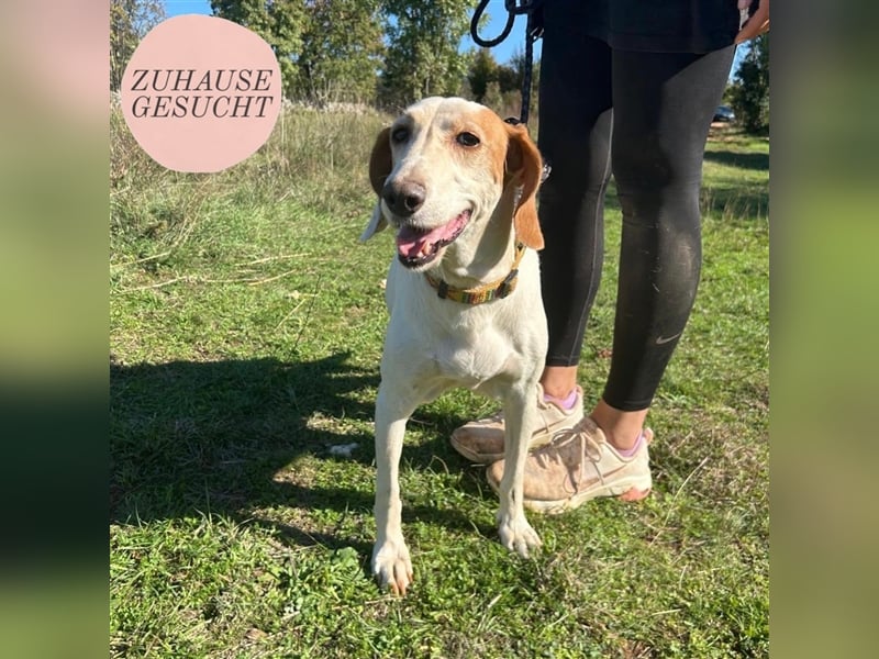 Irma sucht ein Zuhause ❤️