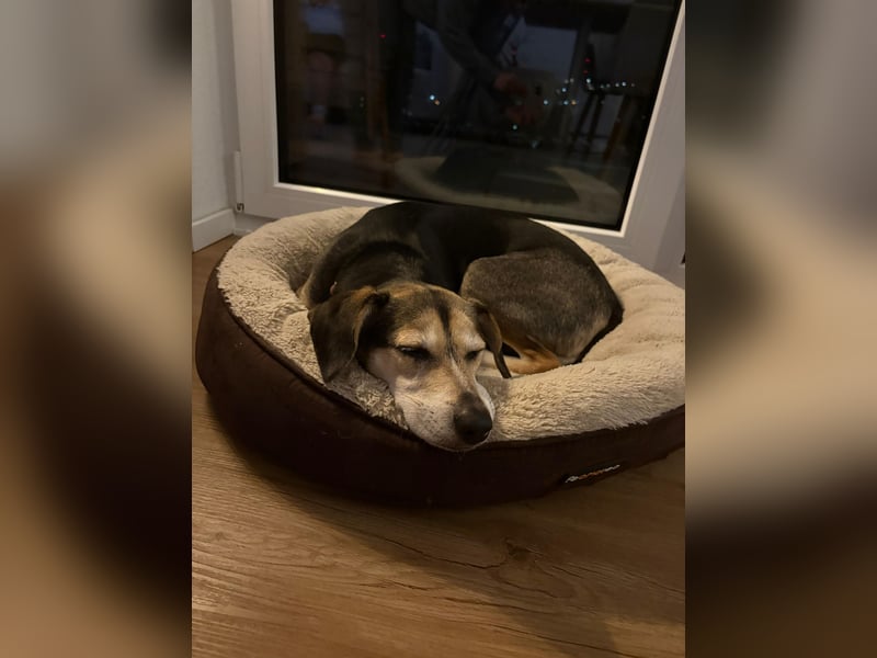 Ronja sucht ein Zuhause oder eine PS