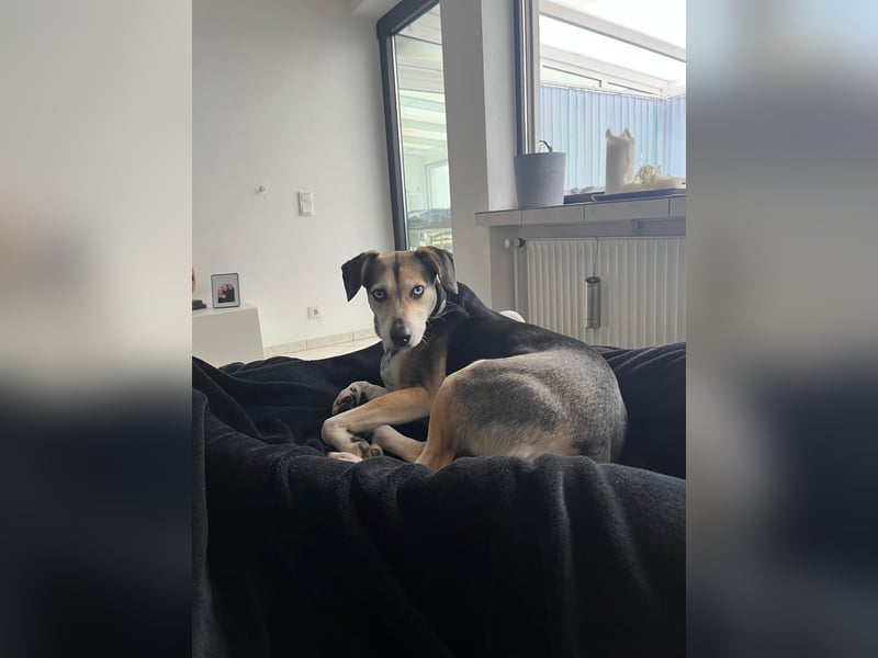 Ronja sucht ihr forever Home❤️