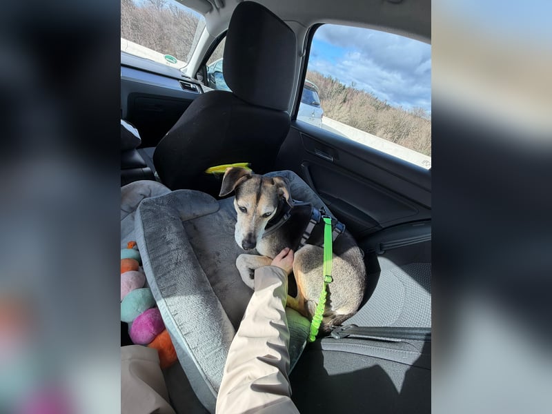 Ronja sucht ein Zuhause oder eine PS