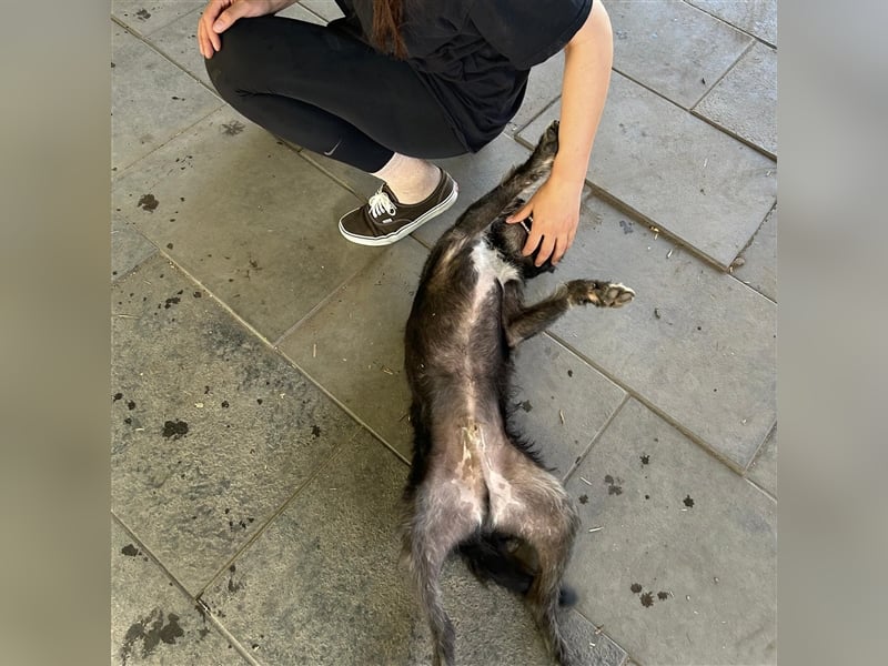 Ponsi sucht sein forever Home ❤️