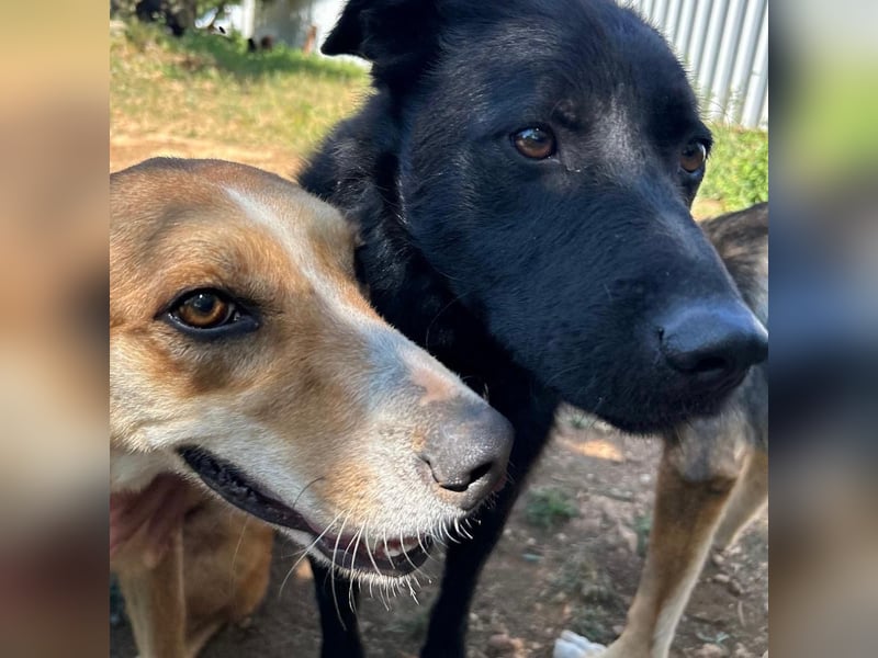 Zarte Seele Sanja sucht Für-Immer-Zuhause❤️