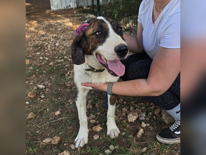 Menschenbezogene Apricot sucht ihr Zuhause ❤️