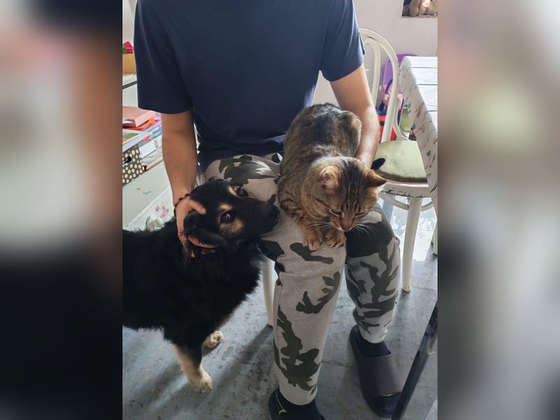 Mirta sucht ihr forever Home❤️