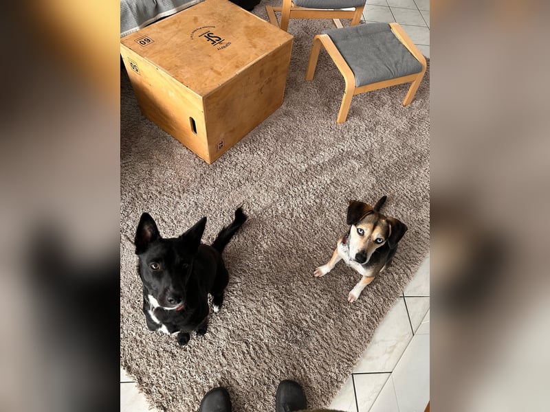 Ronja sucht ihr forever Home❤️