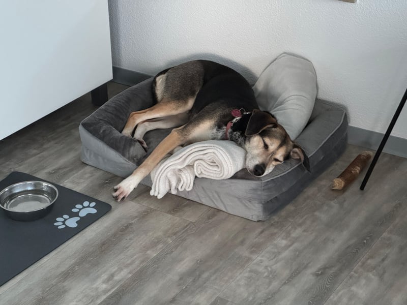 Ronja sucht ein Zuhause oder eine PS