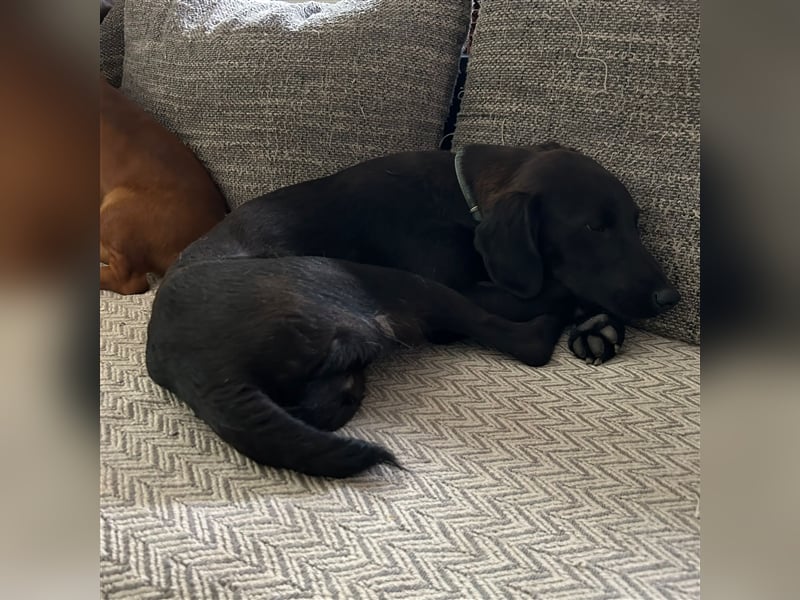 Süßmann Kaz sucht sein Für-Immer-Körbchen