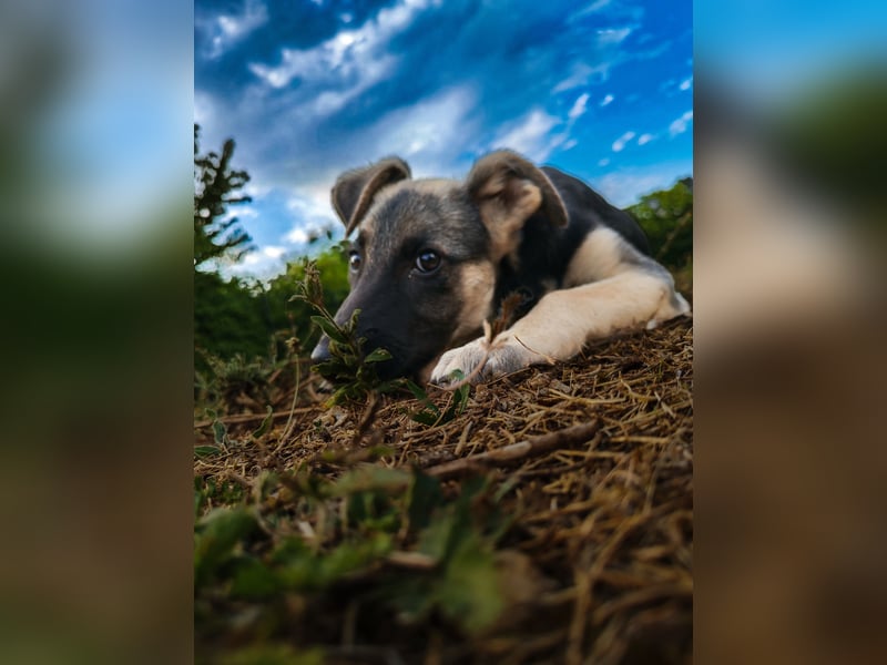 Welpe Noah sucht sein Zuhause ❤️