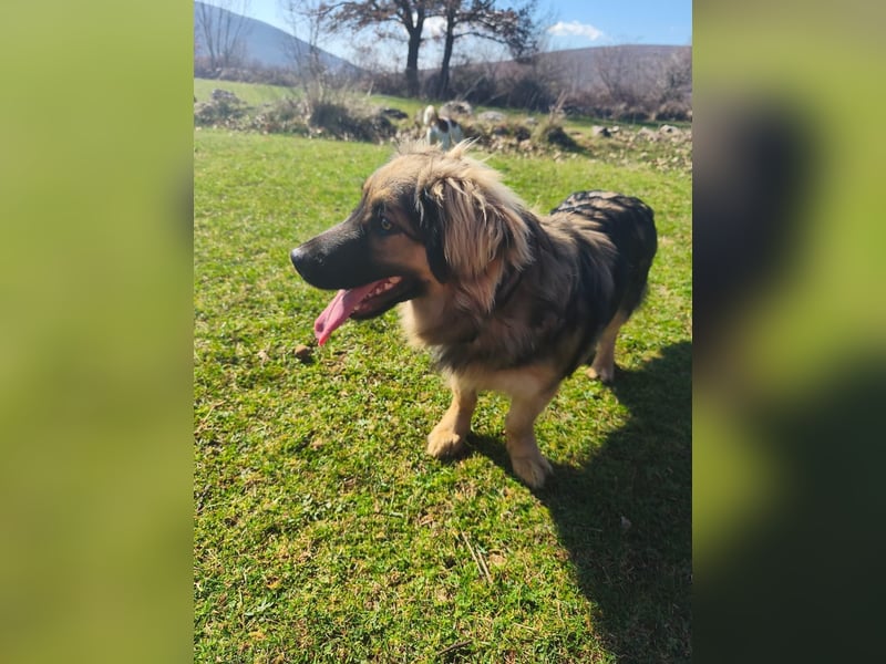 Sanfter Ozzy sucht seine Familie ❤️