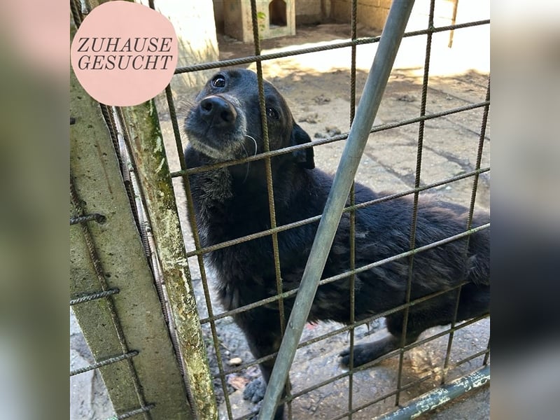 Pici sucht dringend ein Zuhause ❤️