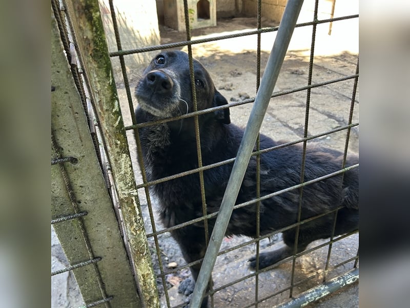 Pici sucht dringend ein Zuhause ❤️