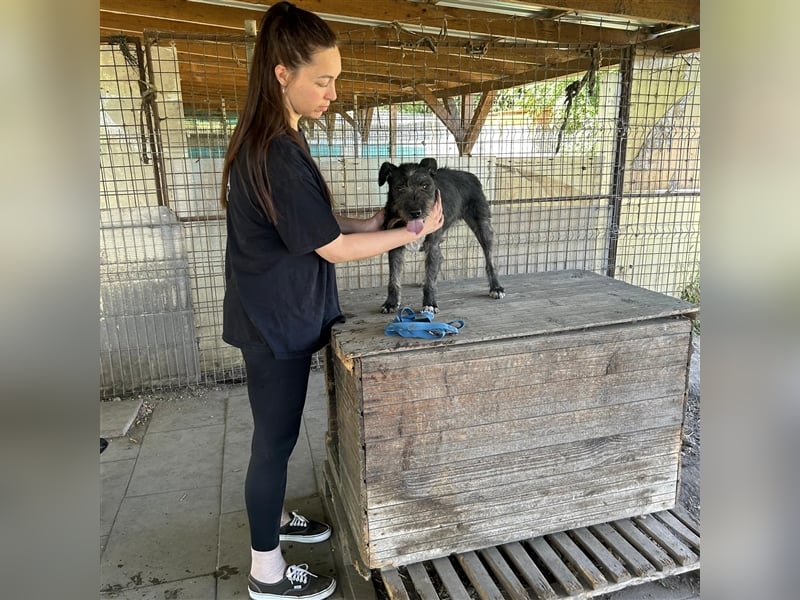 Ponsi sucht sein forever Home ❤️