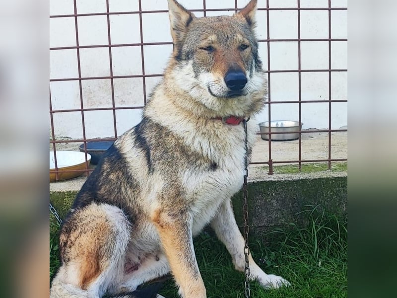 Freundliche IRA sucht ihr Zuhause ❤️