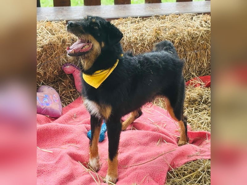 CARLO sucht sein perfect match ❤️