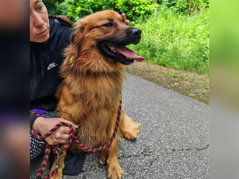Hübscher Reno sucht ein Zuhause ❤️