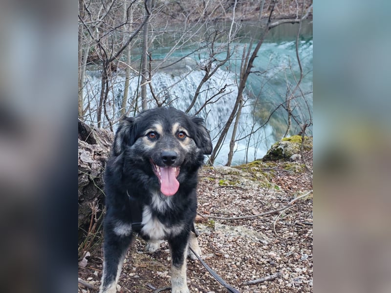 Mirta sucht ihr forever Home❤️