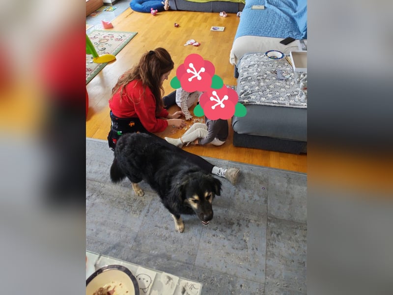 Mirta sucht ihr forever Home❤️