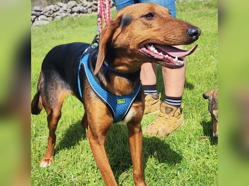 Tilly sucht ihr forever Home❤️