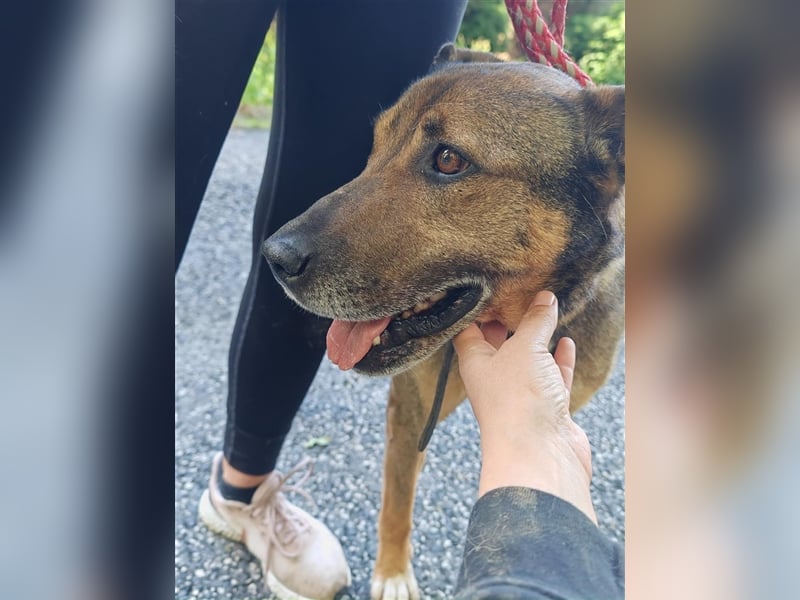 Voni sucht sein forever home ❤️