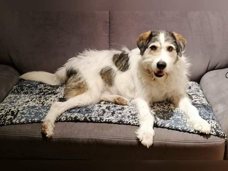 Kuschelbär Sirius sucht sein Zuhause ❤️