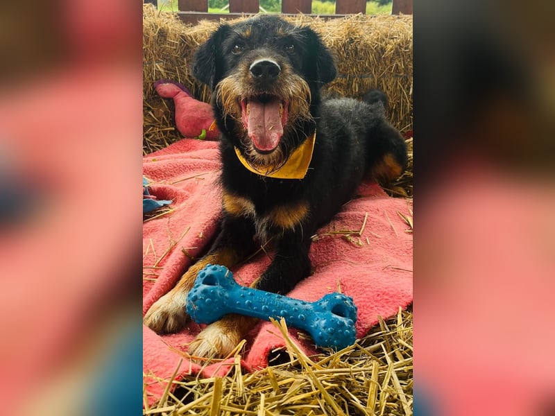 CARLO sucht sein perfect match ❤️