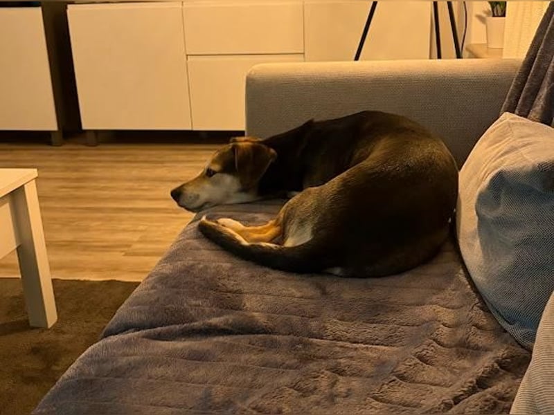 Ronja sucht ihr forever Home❤️