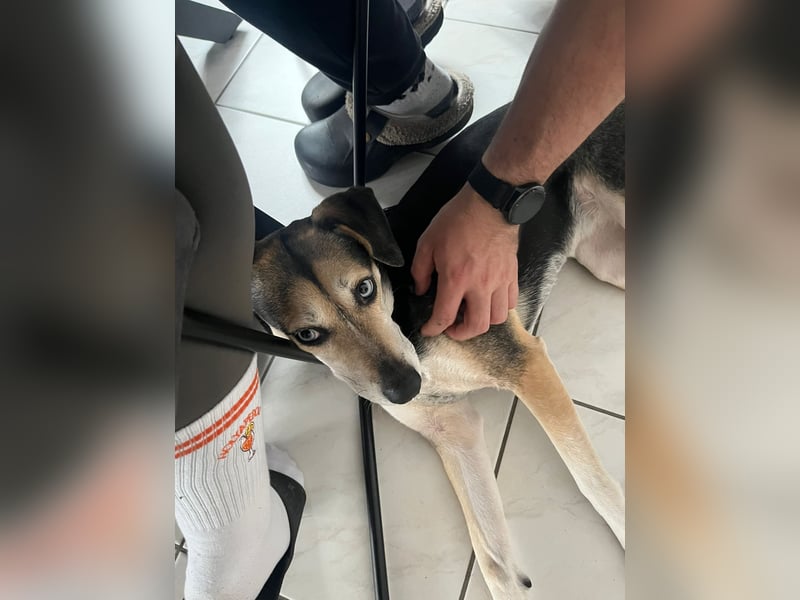 Ronja sucht ein Zuhause oder eine PS