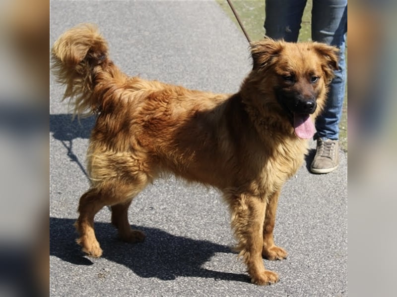 Hübscher Reno sucht ein Zuhause ❤️