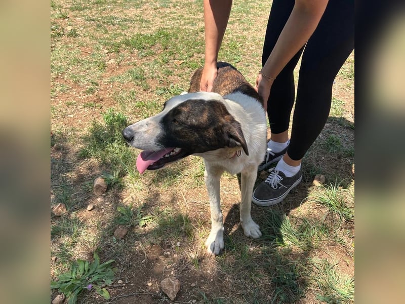 Menschenbezogene Apricot sucht ihr Zuhause ❤️