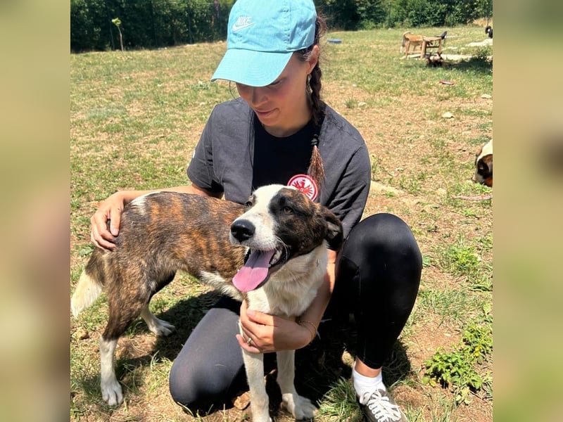 Menschenbezogene Apricot sucht ihr Zuhause ❤️