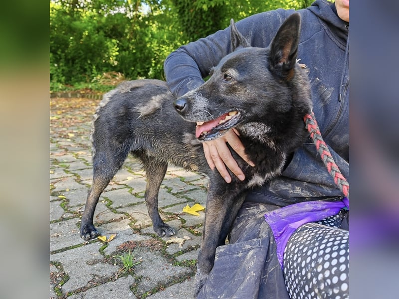 Pici sucht dringend ein Zuhause ❤️