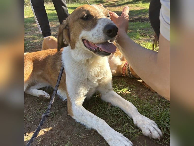 Zuhause gesucht für die wundervolle Renne ❤️