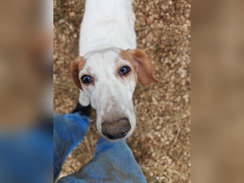 Zarte IRMA sucht Zuhause oder PS ❤️