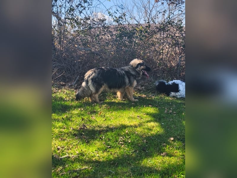 Sanfter Ozzy sucht seine Familie ❤️