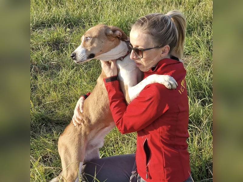 Schmusebacke Charlie❤️ sucht sein Zuhause