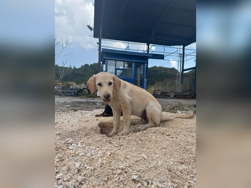 Vermittlungshilfe für Sunny ❤️