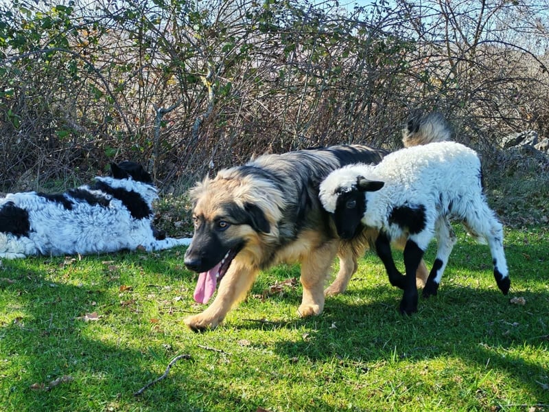 Sanfter Ozzy sucht seine Familie ❤️