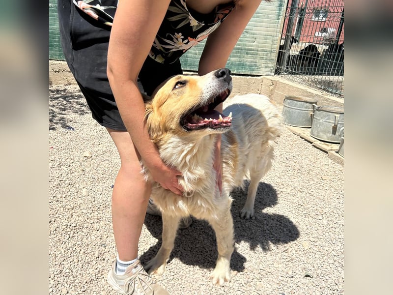 Ramona wartet im Shelter auf ihre Familie ❤️