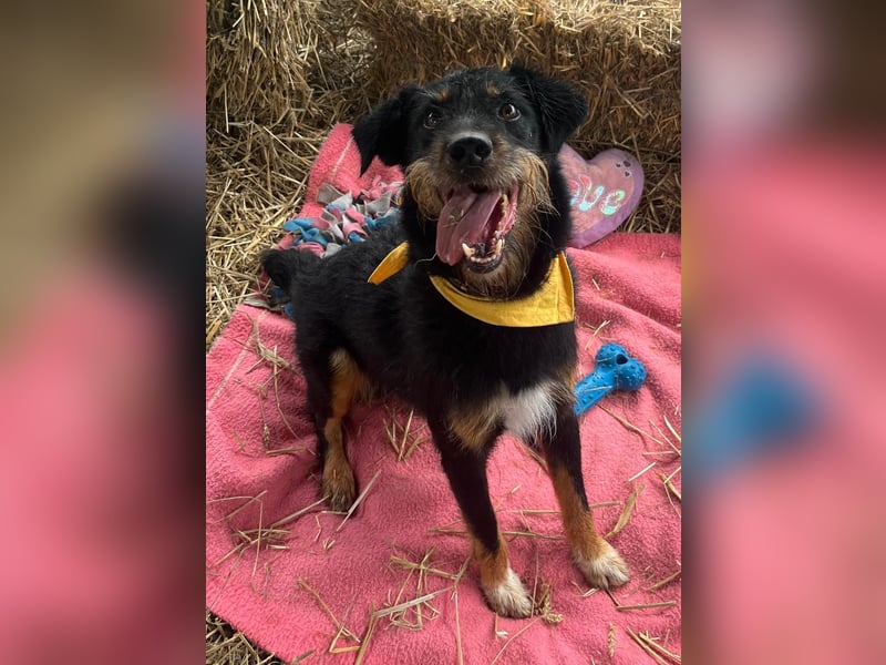 CARLO sucht sein perfect match ❤️