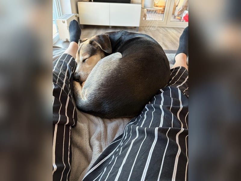 Ronja sucht ihr forever Home❤️