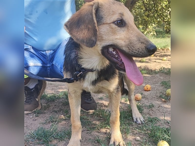 Lilly wartet auf ihre Für-Immer-Familie❤️