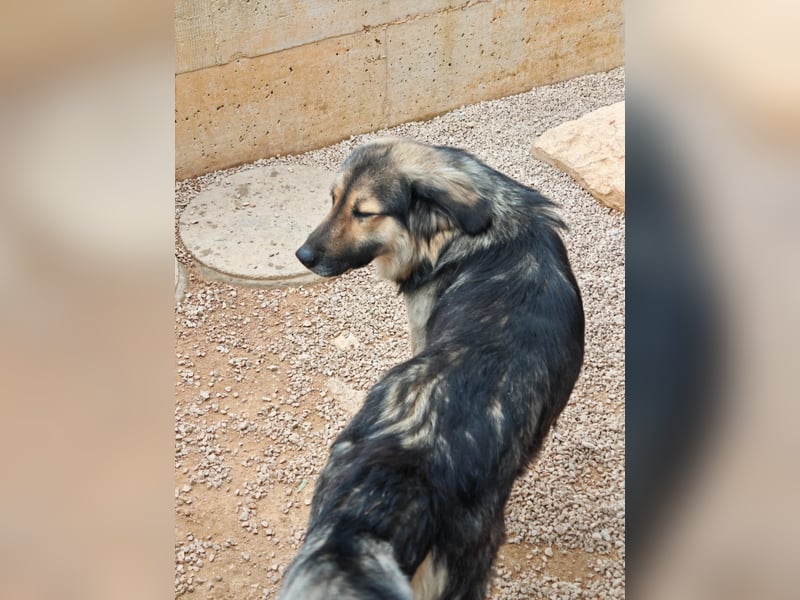 LOGAN sucht seine Familie ❤️