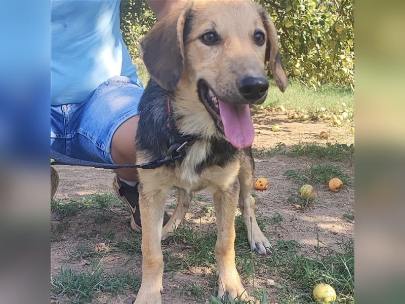 Lilly wartet auf ihre Für-Immer-Familie❤️