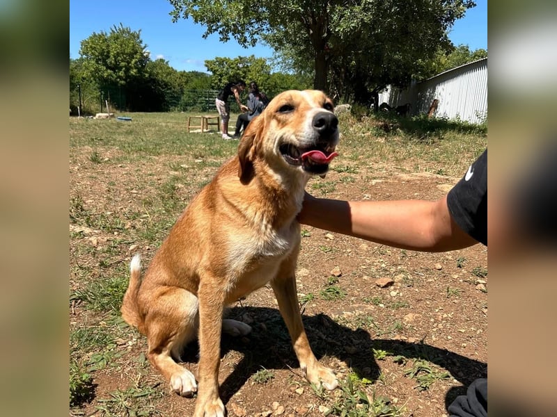 Zarte Seele Sanja sucht Für-Immer-Zuhause❤️