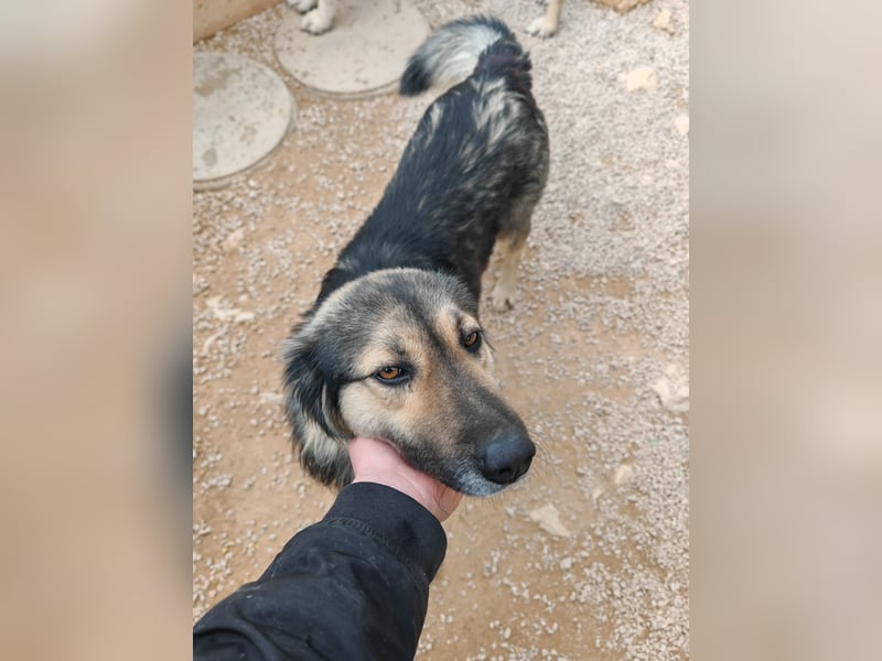 LOGAN sucht seine Familie ❤️